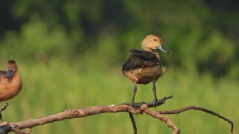 Weniger-Pfeifende-Entenküken-Im-Baum