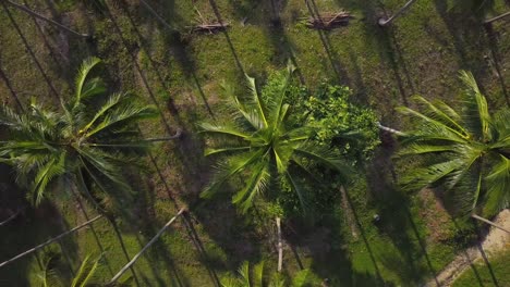 air flight over a coconut plantation on a tropical island