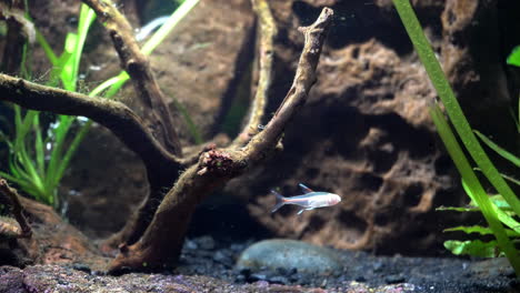 un pez brillante albino flota bajo el agua en una luz brillante