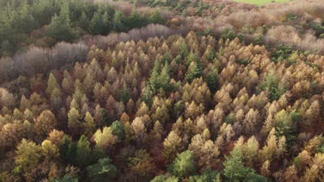 drone view of autumn forrest at oudemirdum friesland during day time, aerial