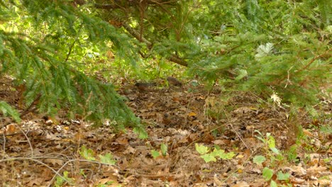 familia de pájaros petirrojos levantando hojas en busca de insectos en otoño