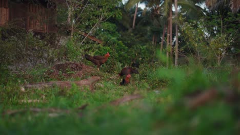 chickens in a rural environment
