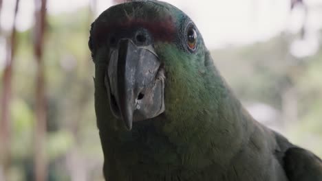 retrato de cerca de un curioso loro festivo en la selva tropical de ecuador