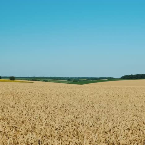 Ilimitado-Campo-De-Trigo-Listo-Para-La-Cosecha-1