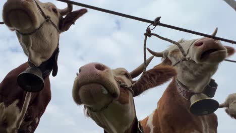 three tied cows at livestock agricultural fair