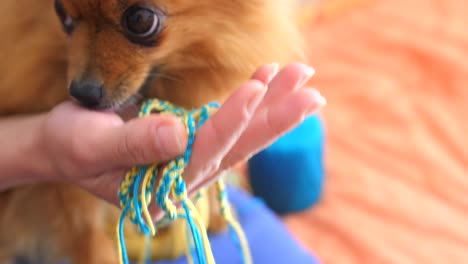 pomeranian dog licking the hand of a ukrainian woman with bracelets on it that shows the flag colors of ukraine - manual focus