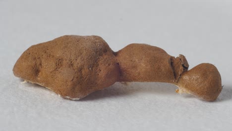false puffball reticularia jurana slime mold fruiting body changing color time lapse