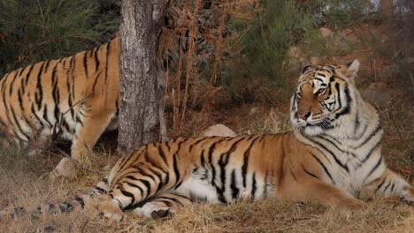 Tigres-De-Bengala-Relajándose-Uno-Se-Levanta-Y-Se-Aleja-Lentamente