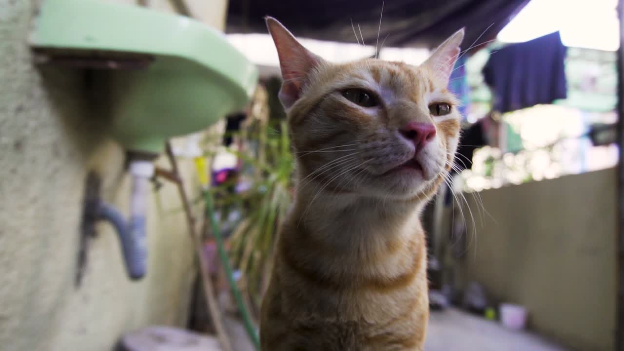 raza india billi también conocida como gato común indio