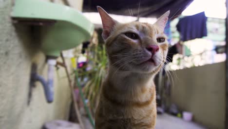 indian billi breed also known as indian common cat