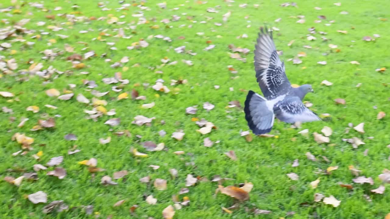 A gray pigeon descends from flight to land and walk across a lush green lawn