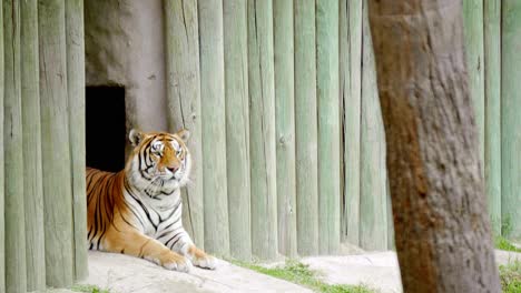 Tigre-Mirando-El-Entorno,-Sentado-A-La-Entrada-De-La-Guarida