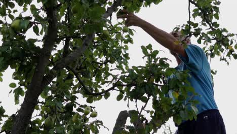 whistling older caucasian man picking green pears from the tree, slow motion