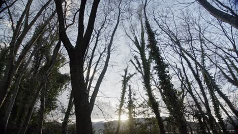 silueta oscura de árboles inactivos y follaje en el bosque con cordillera en el fondo al atardecer, bandeja de mano