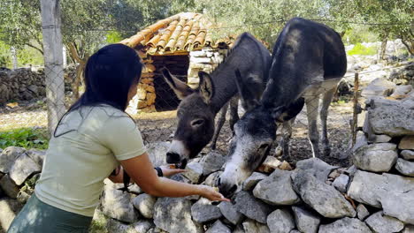 woman feeding donkeys in a rural setting