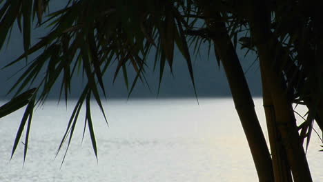 Leaves-Of-A-Bamboo-Tree-Blow-In-The-Breeze