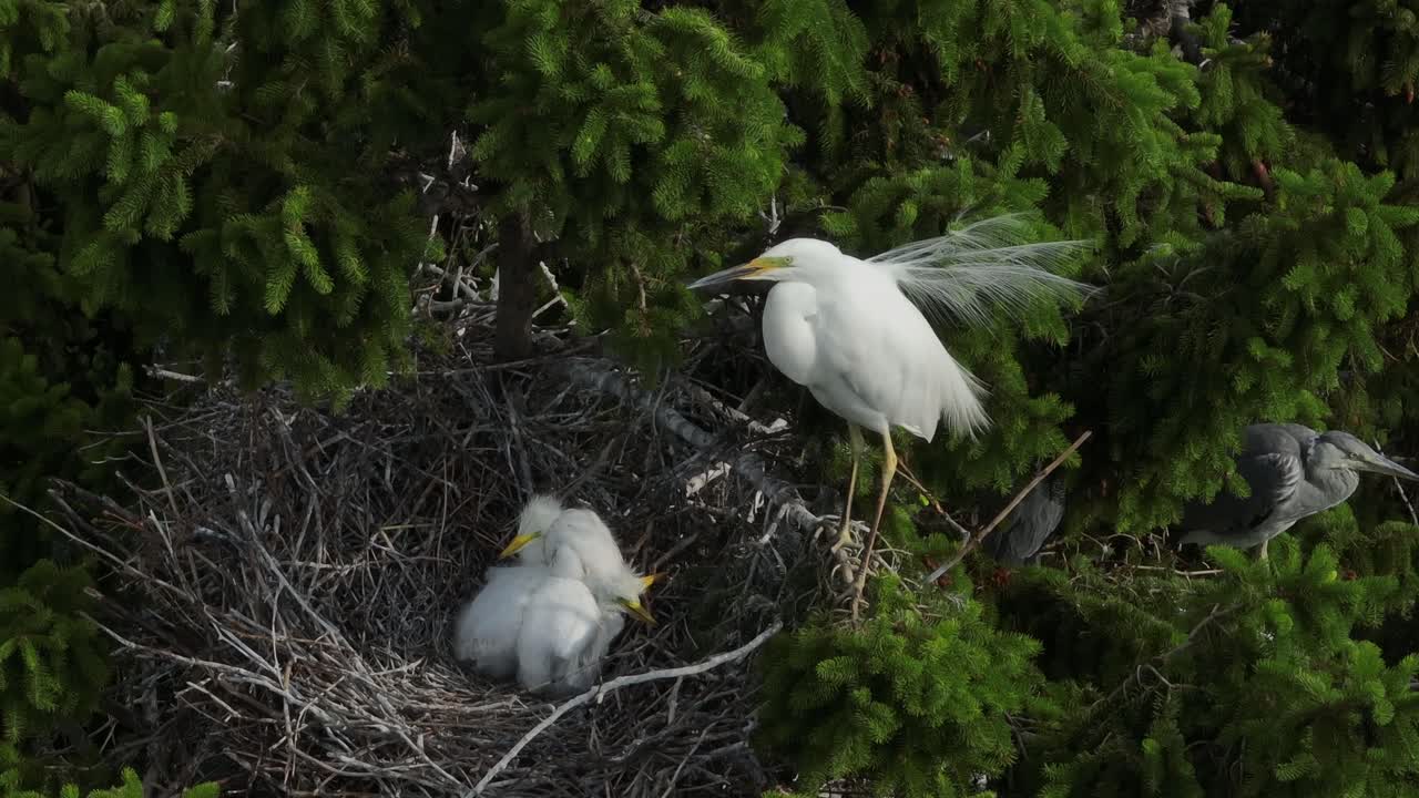The great egret (Ardea alba) guarding her chicks on the nest, Estonia.