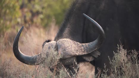 close up of african buffalo bull with big horns grazing in savannah