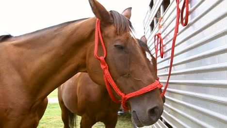 two horses tied to a trailer_close-up