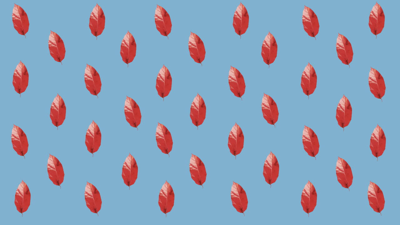 Animation of rows of autumn red leaves on blue background