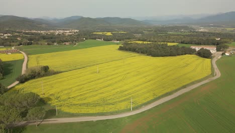 Imágenes-Aéreas-En-La-Garrocha-Girona-Besalú-Banyoles,-Cultivos-De-Campo-De-Colza-Vuelo-Circular-De-Drones-Camino-De-Tierra-Y-Montañas-En-El-Fondo-Costa-Brava-España