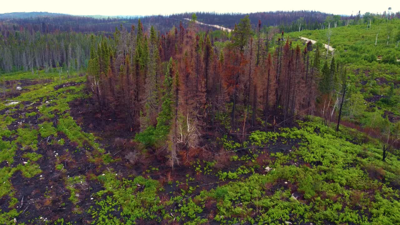 Birds eye view of the burned nature areas in Lebel-sur-Qu&eacute;villon, Quebec