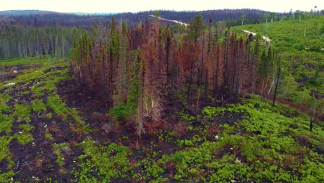 Birds-eye-view-of-the-burned-nature-areas-in-Lebel-sur-Quévillon,-Quebec