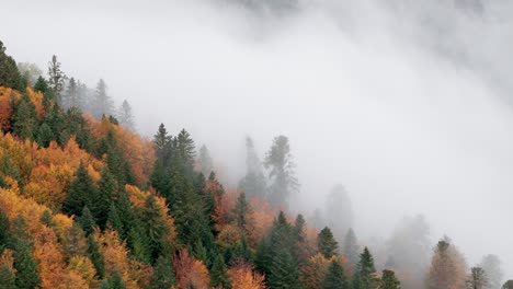 aerial view flying through thick clouds over vibrant automnal mountain forest close to trees, 4k