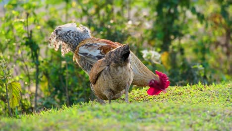 dos grandes gallos de pollo adultos caminando y pastando en un parche de hierba