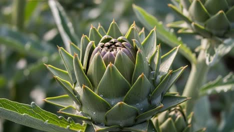 beautifully detailed artichoke buds surrounded by lush greenery, showcasing the intricate patterns and natural beauty of this unique vegetable in a garden setting