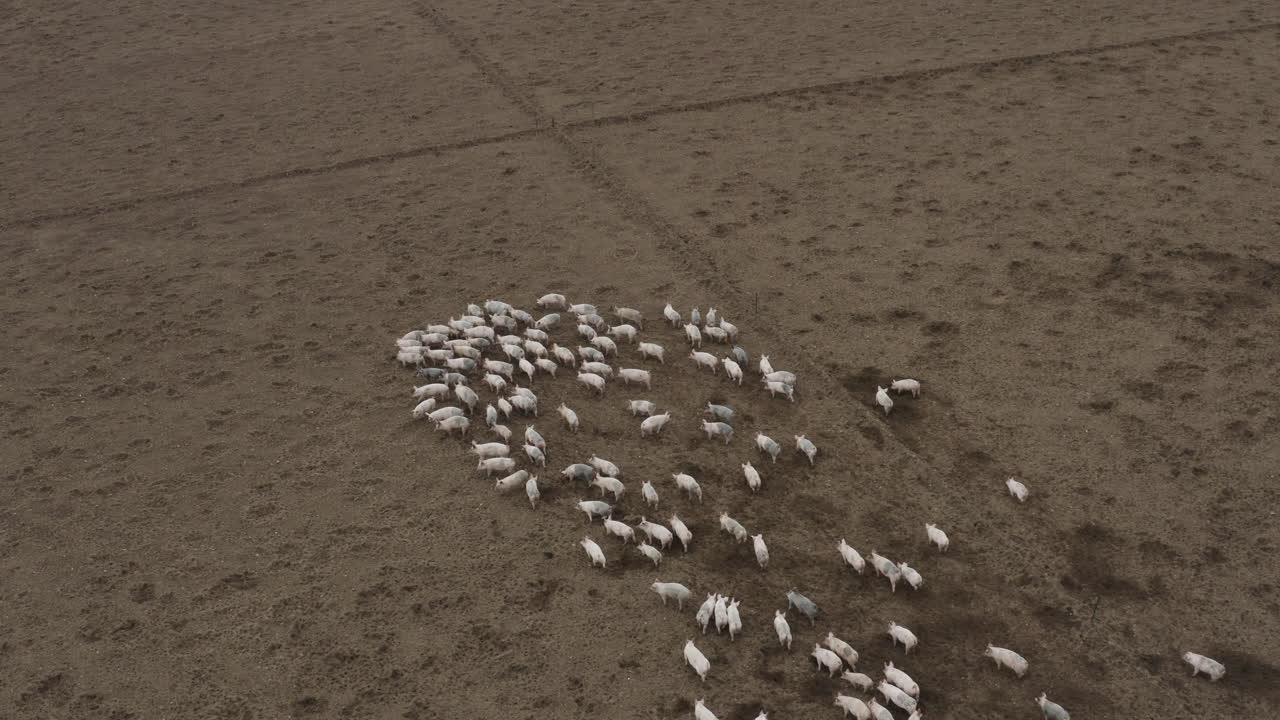 vista de pájaro de cerdos en tierras de cultivo vacías marrones corriendo y pastoreando juntos