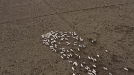 birds eye view of pigs on brown empty farmland running and herding together