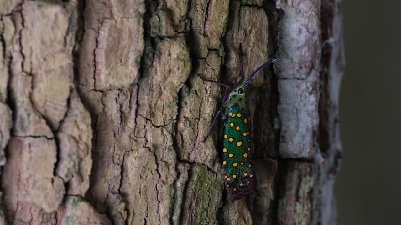 la cámara se aleja revelando este insecto en la corteza, saiva gemmata lantern bug, tailandia