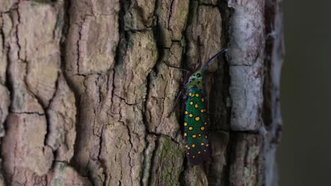 Camera-zooms-out-revealing-this-insect-on-the-bark,-Saiva-gemmata-Lantern-Bug,-Thailand