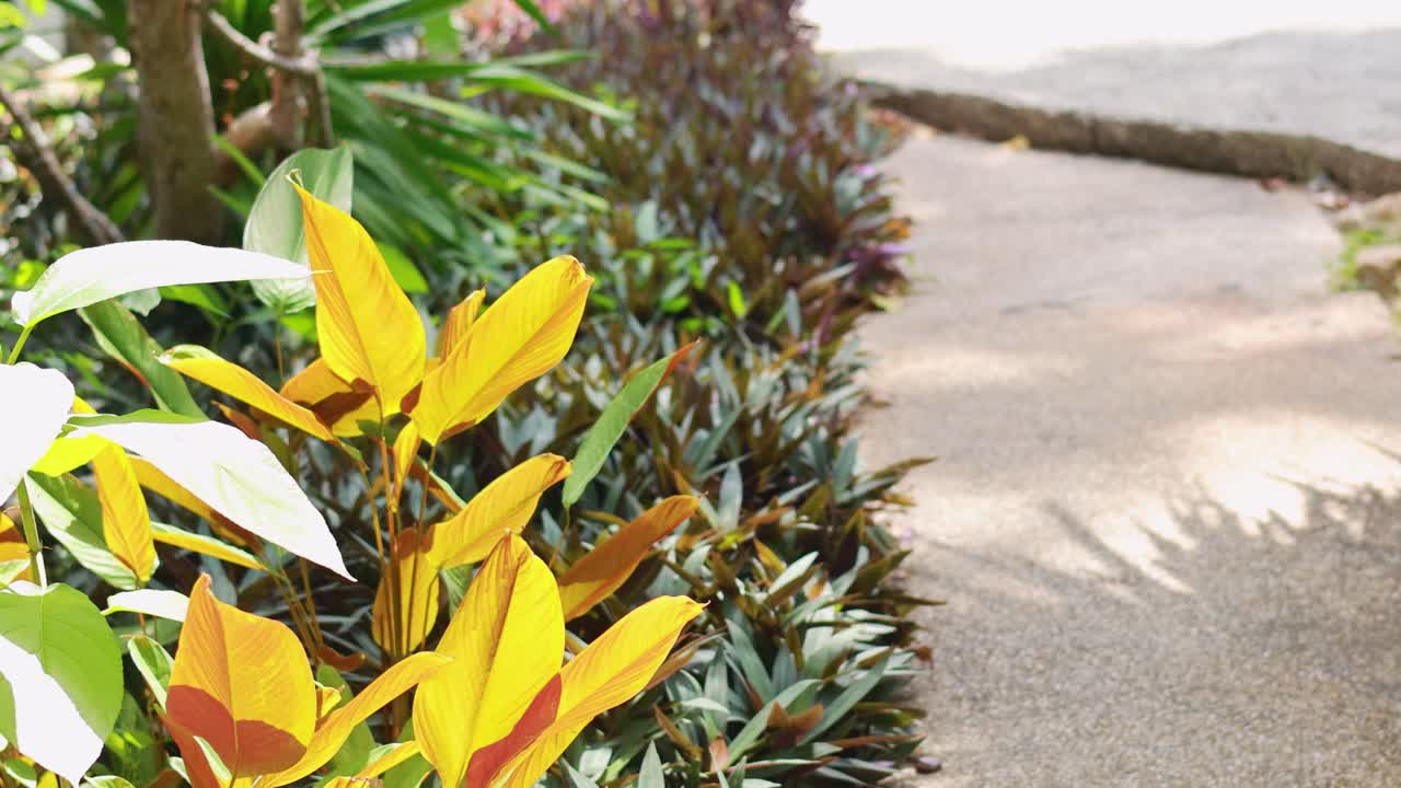 Vibrant leaves sway gently in the breeze along a sunlit garden path, creating a serene and natural atmosphere