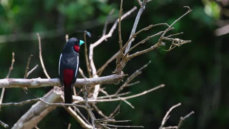 visto desde su espalda mirando hacia la derecha mientras está encaramado en ramas desnudas en un estanque en el bosque, cymbirhynchus macrorhynchos de pico ancho negro y rojo, tailandia