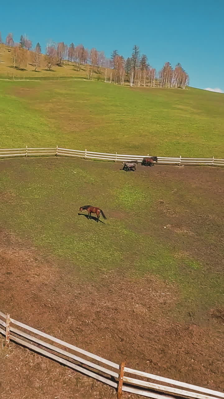 el caballo de la bahía de élite pellizca la hierba pastando con un pequeño rebaño en un corral redondo con valla de madera vista aérea de primer punto. animales equinos en la granja de las tierras altas en cámara lenta