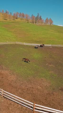 elite bay horse pinches grass grazing with small herd in round paddock with wooden fence aerial first point view. equine animals farm at highland slow motion