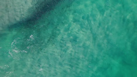 School-of-fish,-bait-ball-in-shallow-turquoise-waters-in-Dunsborough-Western-Australia