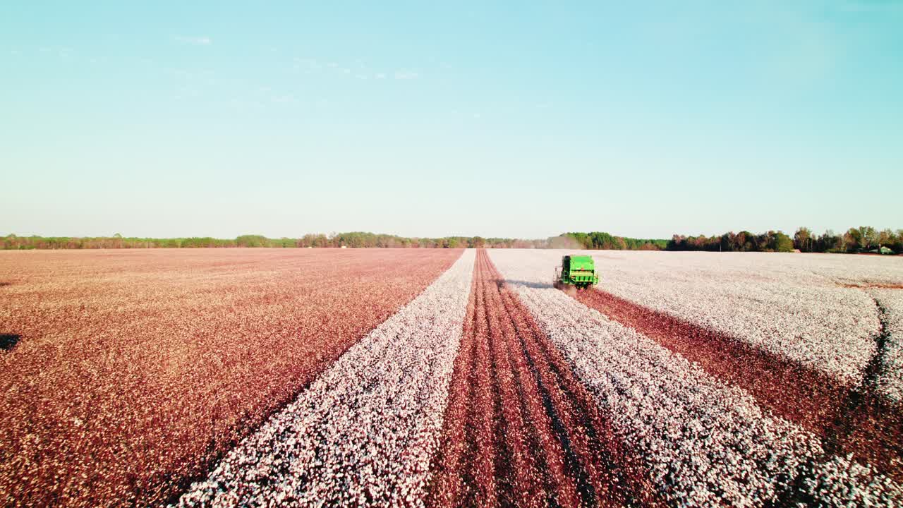 siguiendo un tractor de cosecha verde cosechando un campo de algodón