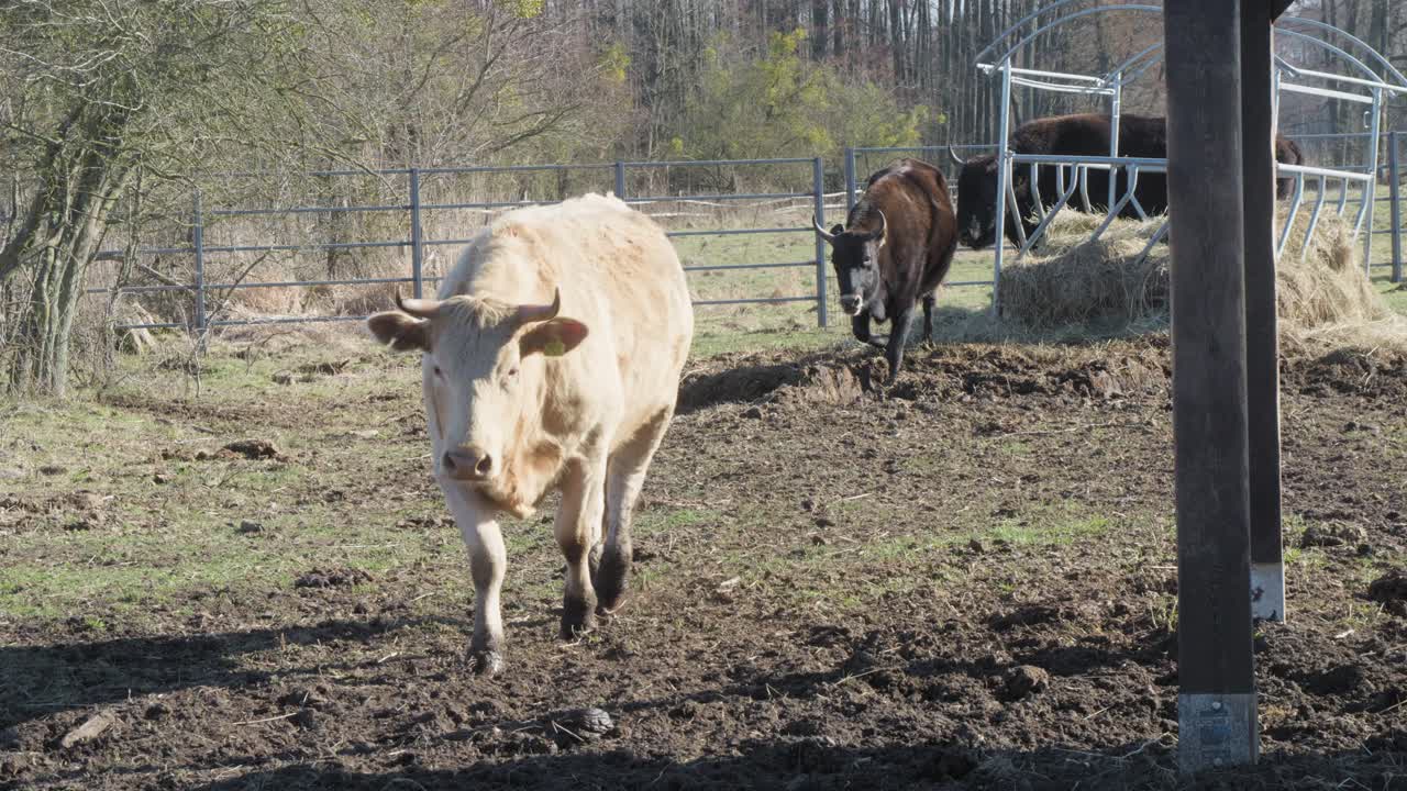 A medium shot of a żubroń, a hybrid of European bison and domestic cattle, highlighting its strong horns and textured fur. The animal’s piercing gaze and rural background evoke a sense of raw power.
