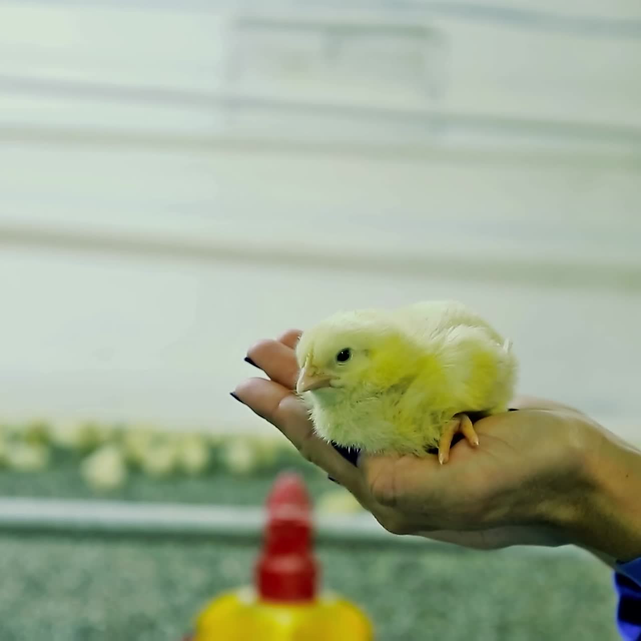 Hand holding newly chick