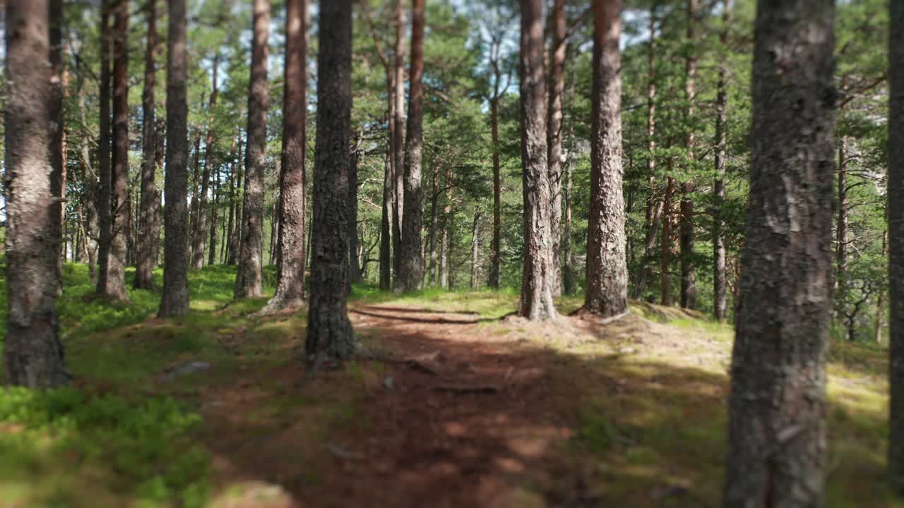 una inmersión lenta en el bosque de pinos, árboles altos que se extienden hacia el cielo, briznas de hierba ligeras se balancean con el viento y el cielo azul se ve más allá