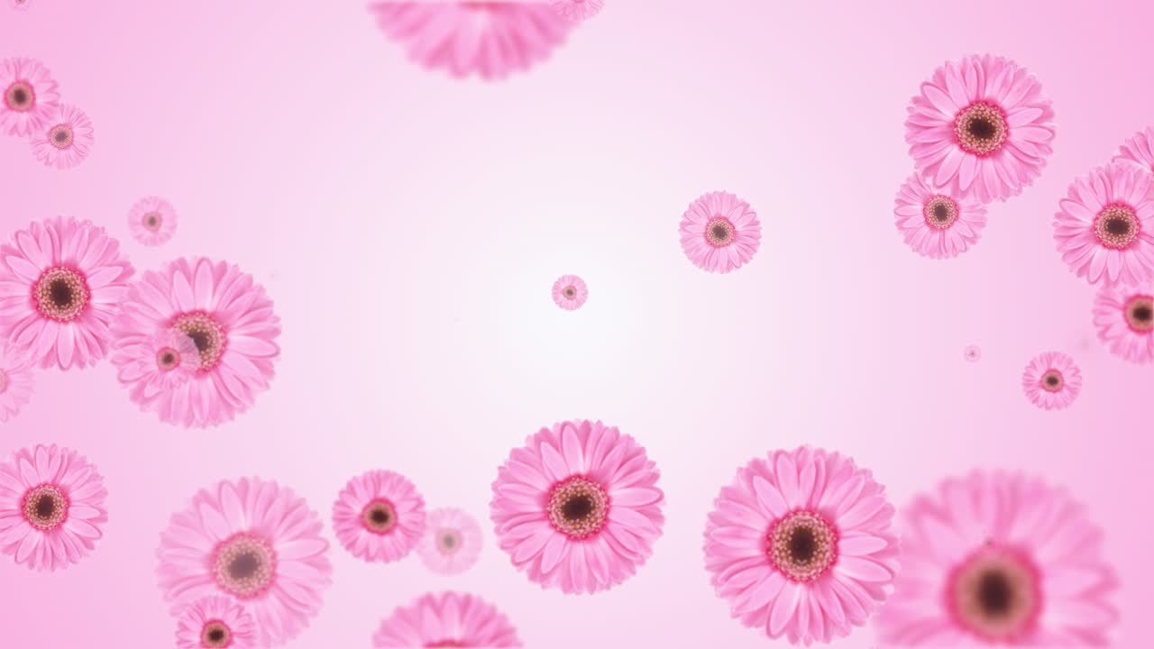 Beautiful vibrant pink cosmos happy spring flower coming outside background closeup blossom adding