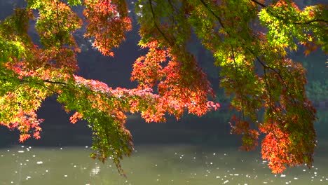 close up of beautiful autumn foliage against pond inside japanese garden