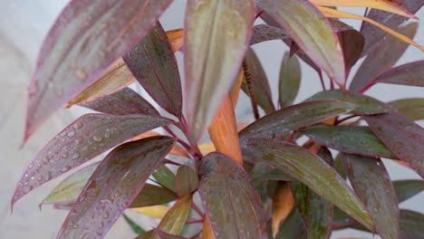 Close-up-of-household-plant-with-water-droplets,-down-shot