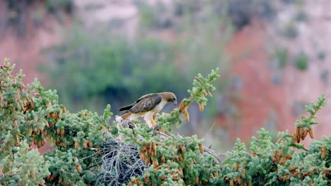 Rotschwanzbussard-Landet-Im-Nest-Mit-Babys-Auf-Der-Spitze-Eines-Kiefernbaums