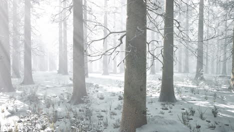 mystical-winter-forest-with-snow-and-sun-rays-coming-through-trees