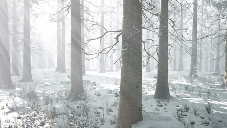 bosque místico de invierno con nieve y rayos de sol que vienen a través de los árboles