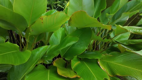 tropical jungle plant nature exotic green leaf garden sri lanka south